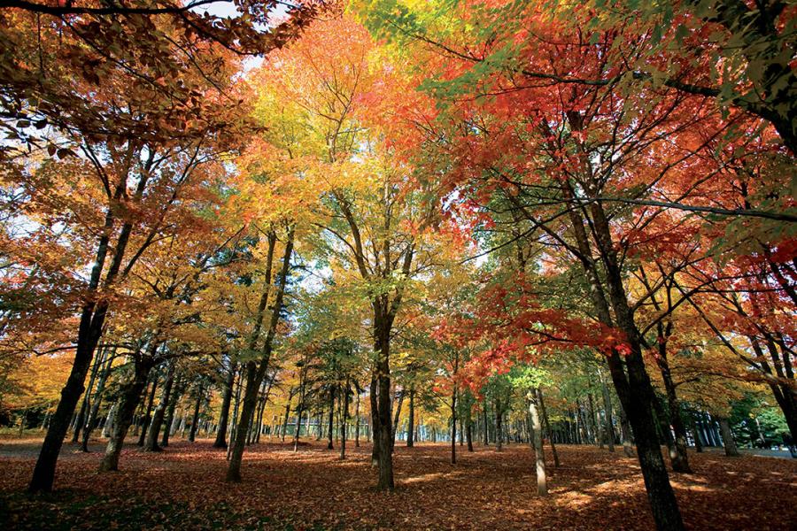 Fall foliage in the trails