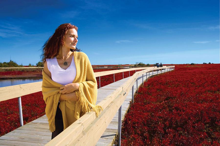 Miscou peat bogs in the fall.