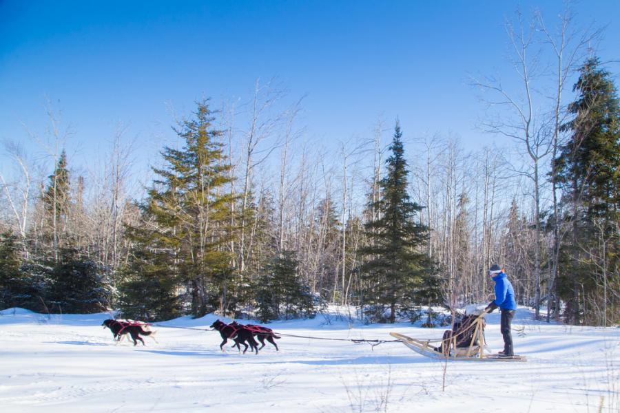 Dog sledding with Chien Aventures in Allardville