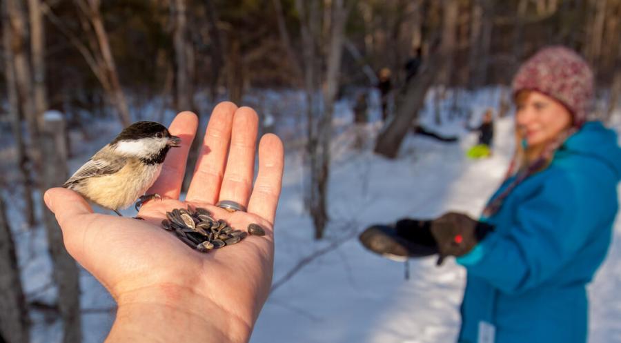 Feeding the chickadees at Daly Point Nature Preserve