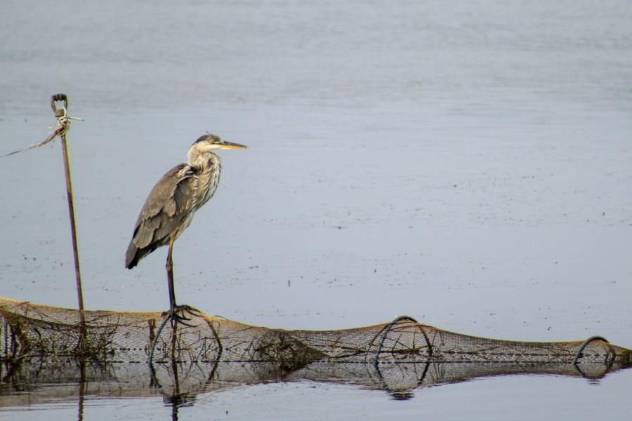 Great Blue Heron, Hay Island Park in Neguac