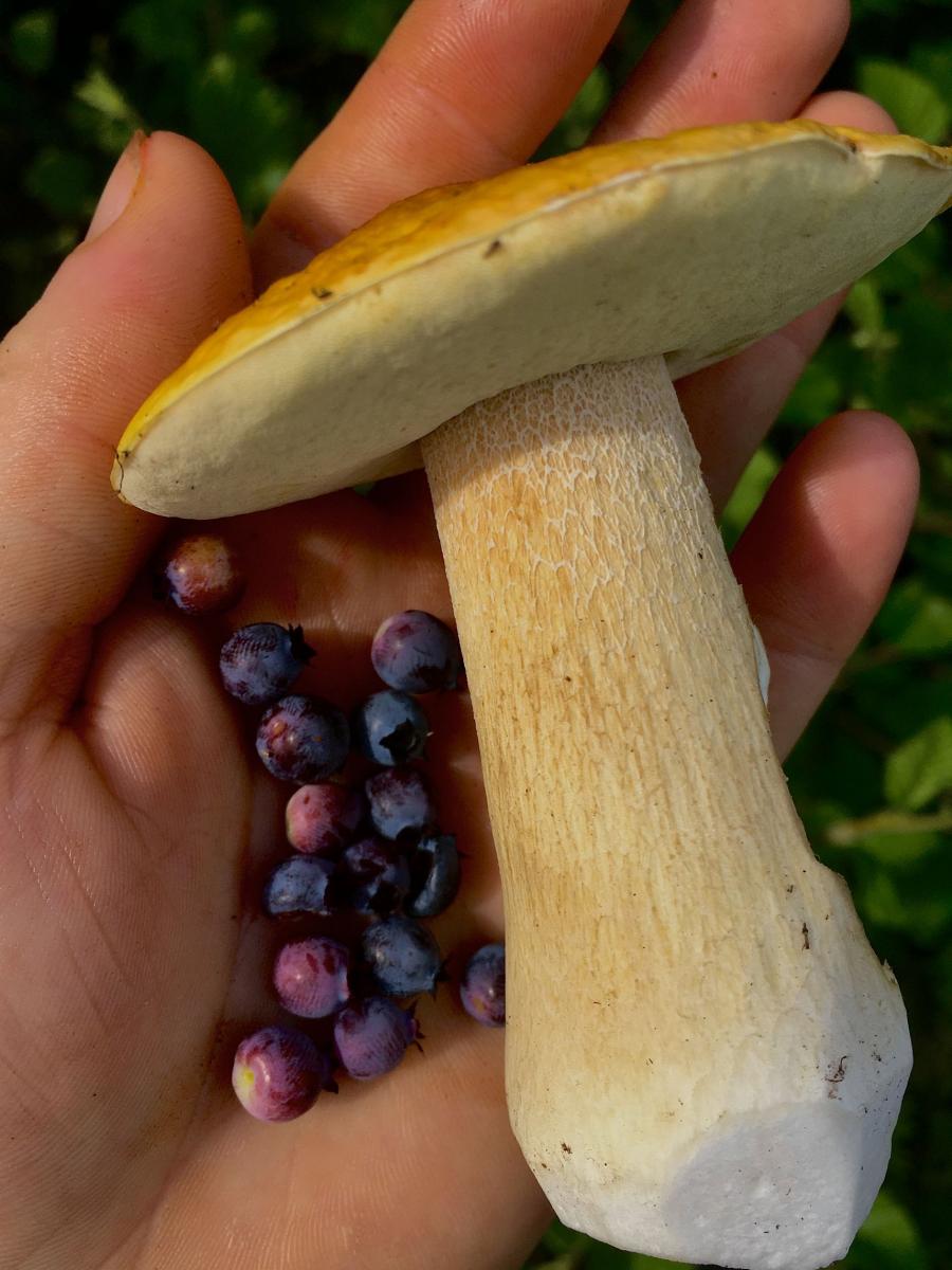 Mushroom foraging New Brunswick Canada