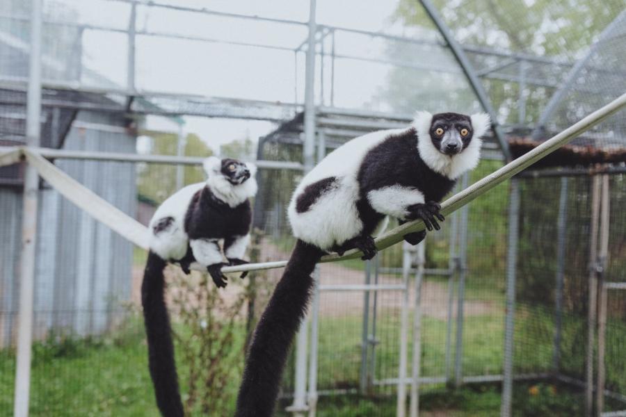 Madagascar Black-and-White Ruffed Lemur at Magnetic Hill Zoo in Moncton