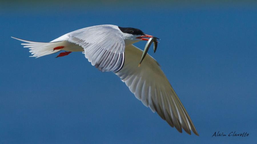 Common Tern - Alain Clavette