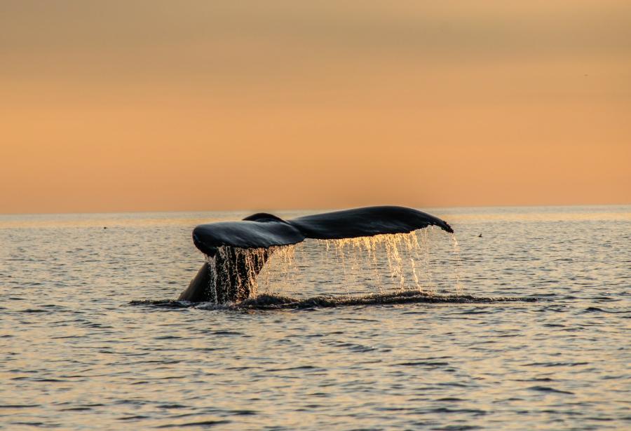 a whale tail breaking the surface of the ocean at sunset