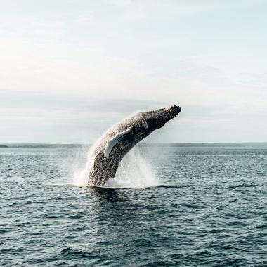 Whale-watching, Bay of Fundy