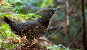 partridge
