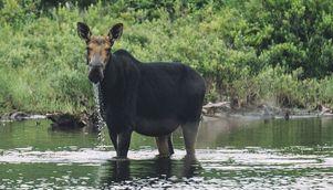 Moose Hunting