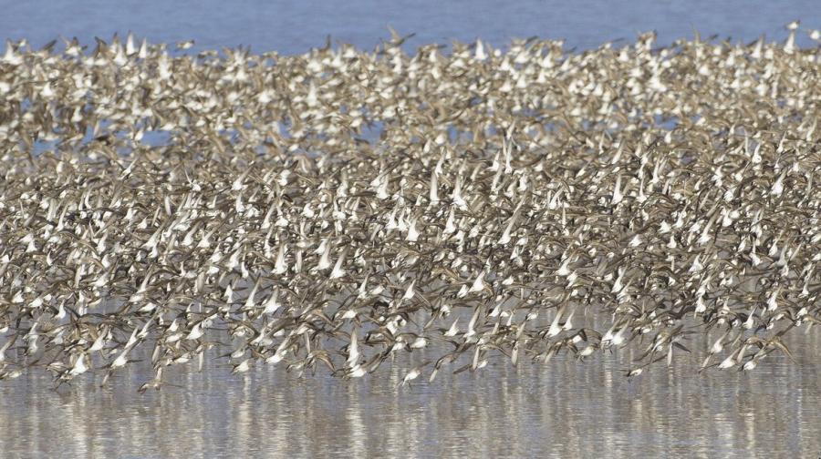 Semi-palmated sandpipers, Dorchester, NB