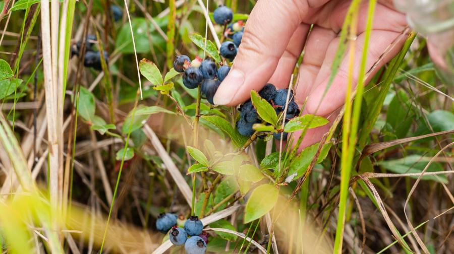 foraging blueberries