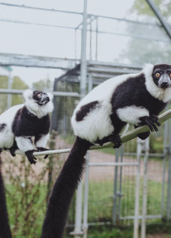 Monkeys Moncton Zoo