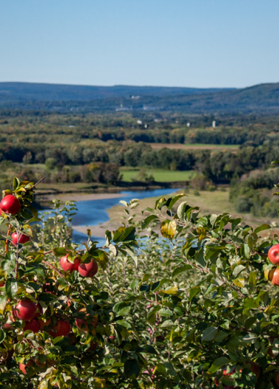 AppleTrees_Everetts Orchard_Fredericron_New Brunswick